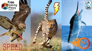 MAS MABILIS PA SA KOTSE ANG HAYOP NA TO! 8 Fastest Animals