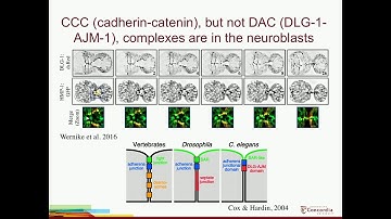 A Piekny: Mechanical forces drive neuroblast morphogenesis and are required for epidermal enclosure.