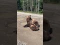 Мамка кормит медвежонка.