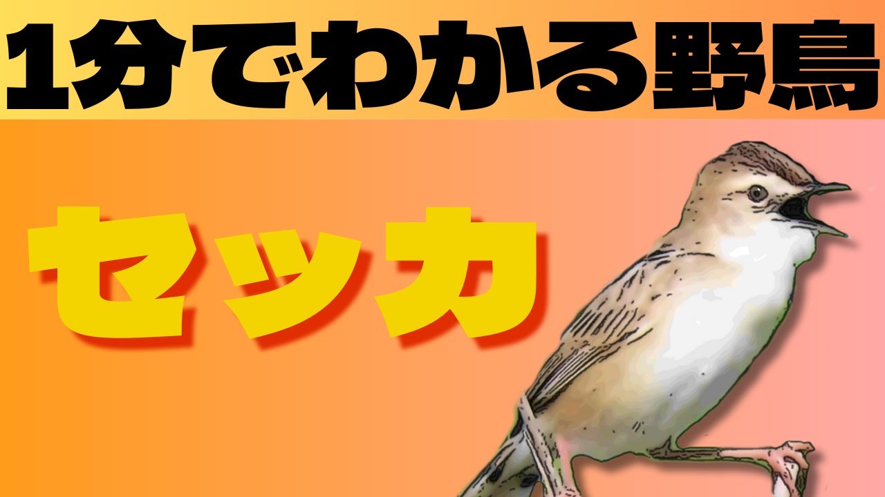 セッカの特徴と生態を1分で解説！夏の訪れを告げる鳴き声と柔らかな雰囲気【1分でわかる野鳥】