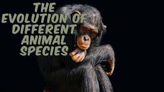 The Evolution Of Different Animal Species