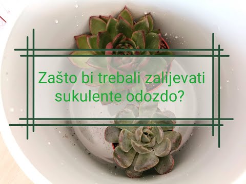 Video: Kada zalijevati sukulente?