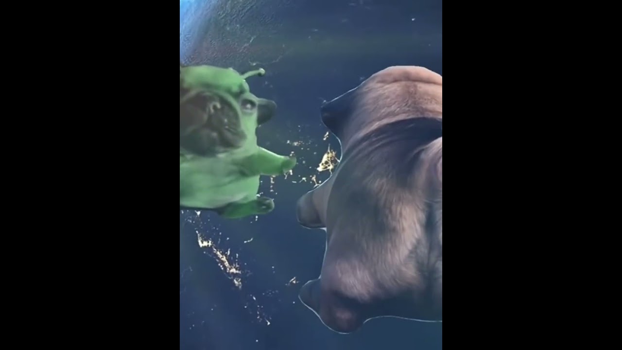 Pibble edit #pibble #edit #meme