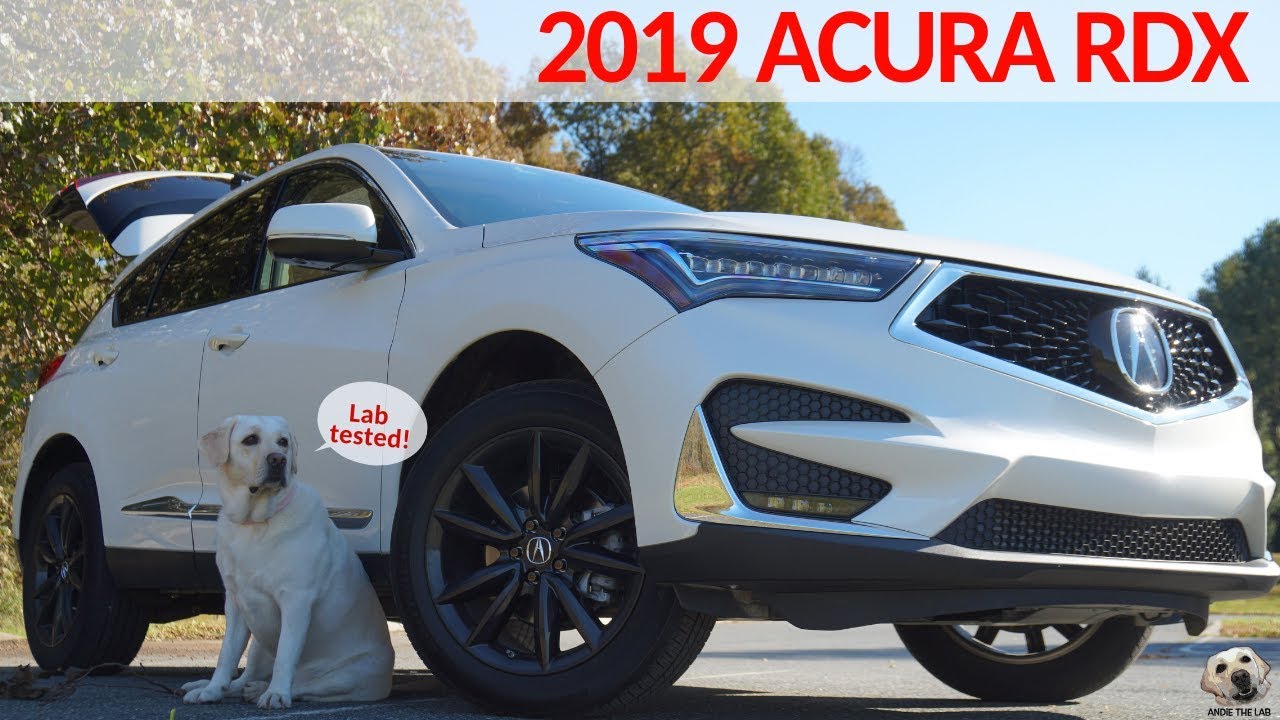 2019 Acura RDX: Andie the Lab Review! 
