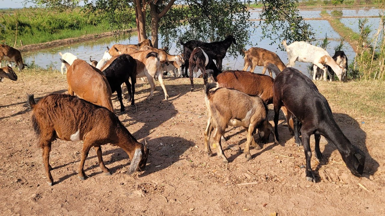 This goat has provided me with income every day.