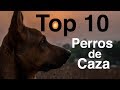 Los 10 Mejores Perros de Caza