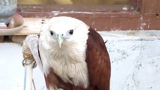 Video Elang Bondol Dari Dekat. Dengarkan Suaranya...