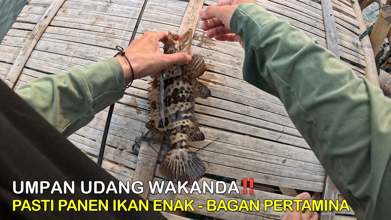 Pakai Umpan Udang Wakanda‼️Pasti Panen Ikan Enak 😍 Mancing Di Bagan Pao Pertamina || Mancing Gaes