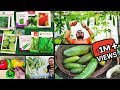 Gamle Me Ugaiye Ye 15 Vegetables Aur Fruits ~ Vegetables and FruitsTo Grow In Pot ~ With Updates