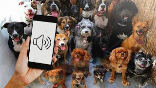 Sounds To Make Your Dog Come To You (GUARANTEED)