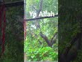 new islamic video #short #viral #tranding #tiktok #Allah