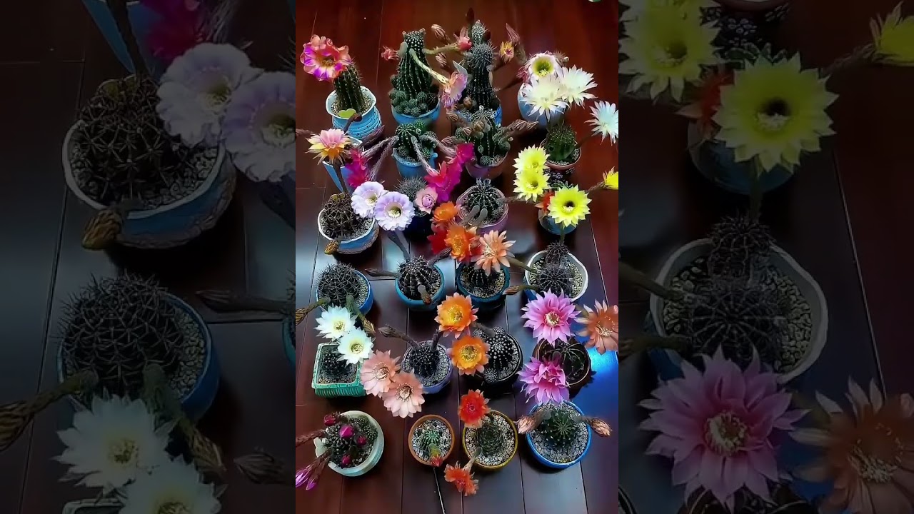 Hoa xương rồng echino mau tàn 