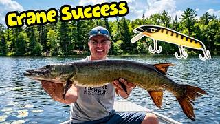 Twitching Small Cranes for Early June Muskies!