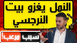 انتشار النمل في بيت النرجسي / 3 أسباب مرعبة تجعل النمل يغزو بيت النرجسي