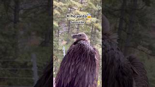K ho yasto😱#shorts #youtubeshorts #trekking #trending #travel #video
