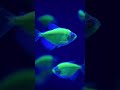 A Spectacular Display of Colorful Fish in Action || #shorts