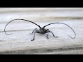 Усач и сверчок / Longhorn beetle and cricket