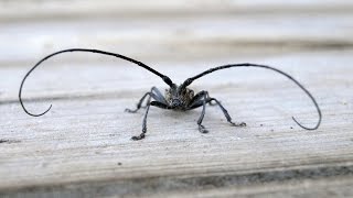 Усач и сверчок / Longhorn beetle and cricket