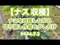 【ナス 収穫】ナスを収穫しながら切り戻し作業をちょっぴり 2024.7.3