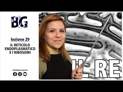 Video: Qual è la struttura e la funzione dei ribosomi?