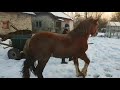 МОЦНІ КОНІ В МИКОЛИ💪🐎КОНІ В УКРАЇНІ💣💥💥