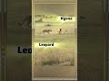 Robot Voice : LEOPARD vs BIG HYENA | #animalshorts #animal #shortvideo #shortsfeed #short