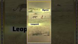 Robot Voice : LEOPARD vs BIG HYENA | #animalshorts #animal #shortvideo #shortsfeed #short