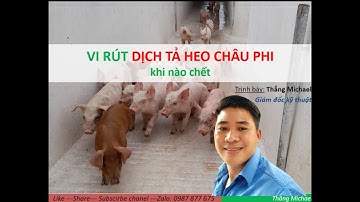 Vi rút dịch tả heo châu phi khi nào chết | ASF |  Thắng Michael #asf #pig #farming #piggy