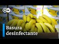 Desinfectante a partir de basura orgánica