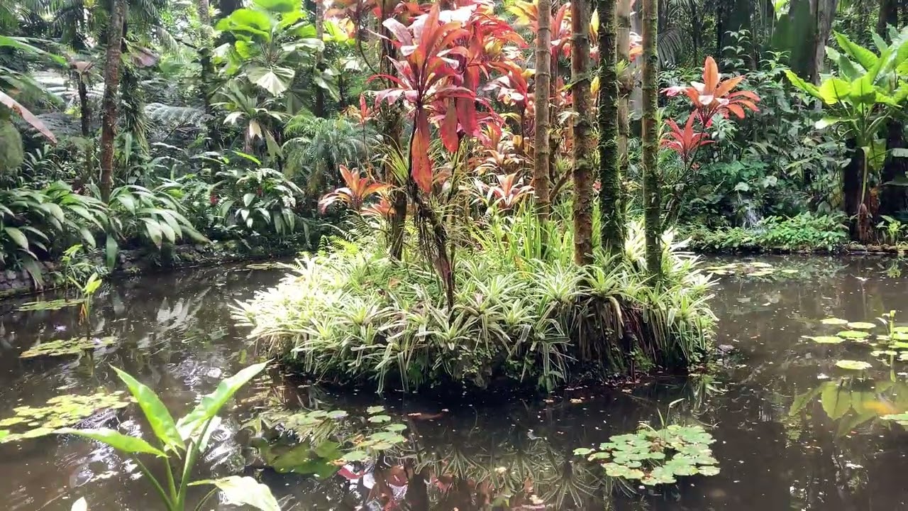 ASMR - Tropical Botanical Garden Sounds for Sleep & Relaxation!