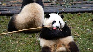 Hehua & Heye Apple Fishing Time, Heye Dutifully Cleans Huahuas Belly Table 1028