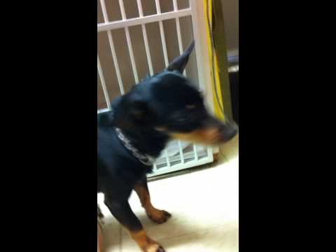 Shadow & BJ - For the Love of Paws Animal Rescue