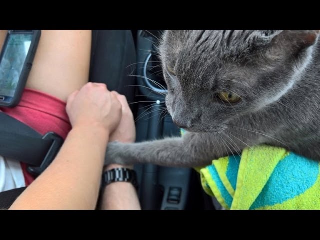 Heartbreaking Photo Shows Cat Grasping Owner S Hand On Last Ride To Vet Youtube,Safflower Seeds In Telugu