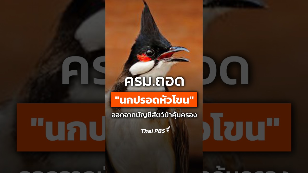 ครม. ถอด #นกปรอดหัวโขน ออกจากบัญชีสัตว์ป่าคุ้มครอง #ThaiPBS #shorts