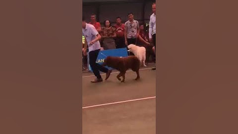 Xù Bắc Hà Dog Show 2020 - Sấm Hoả long