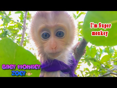 Super monkey baby Zoey