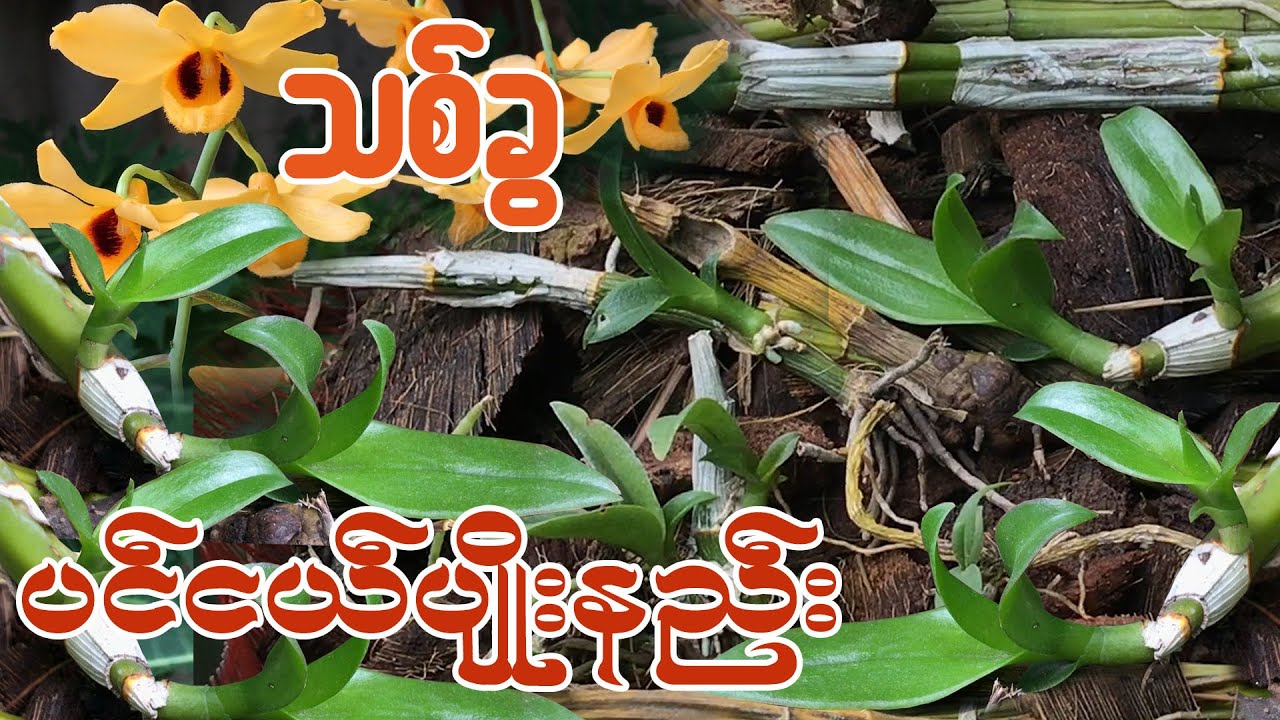 သစ်ခွပင်ငယ်ပျိုးနည်းขยายพันธุ์กล้วยไม้