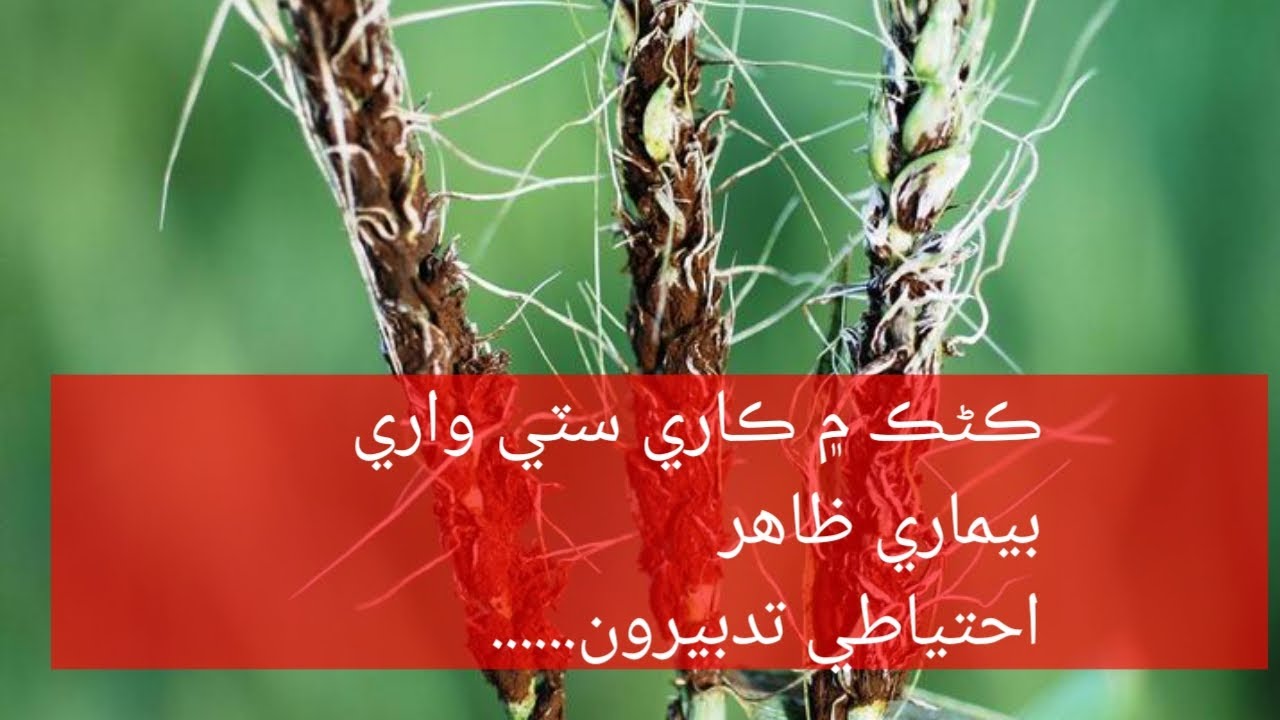 Loose Smut Disease of wheat 
how to control loose smut