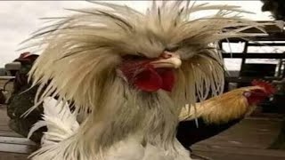 Review Game Jadul Haram‼️ Cock Fighting Warrior🐓