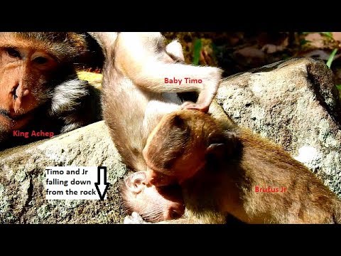 pets bd OMG!!! Timo and Brutus Jr are falling down together during playing on the big rock