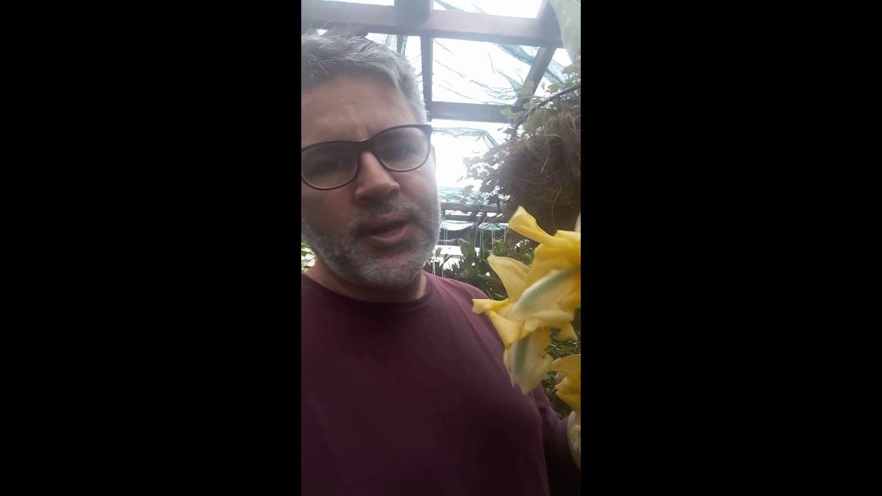 Aniversario com Stanhopea graveolens