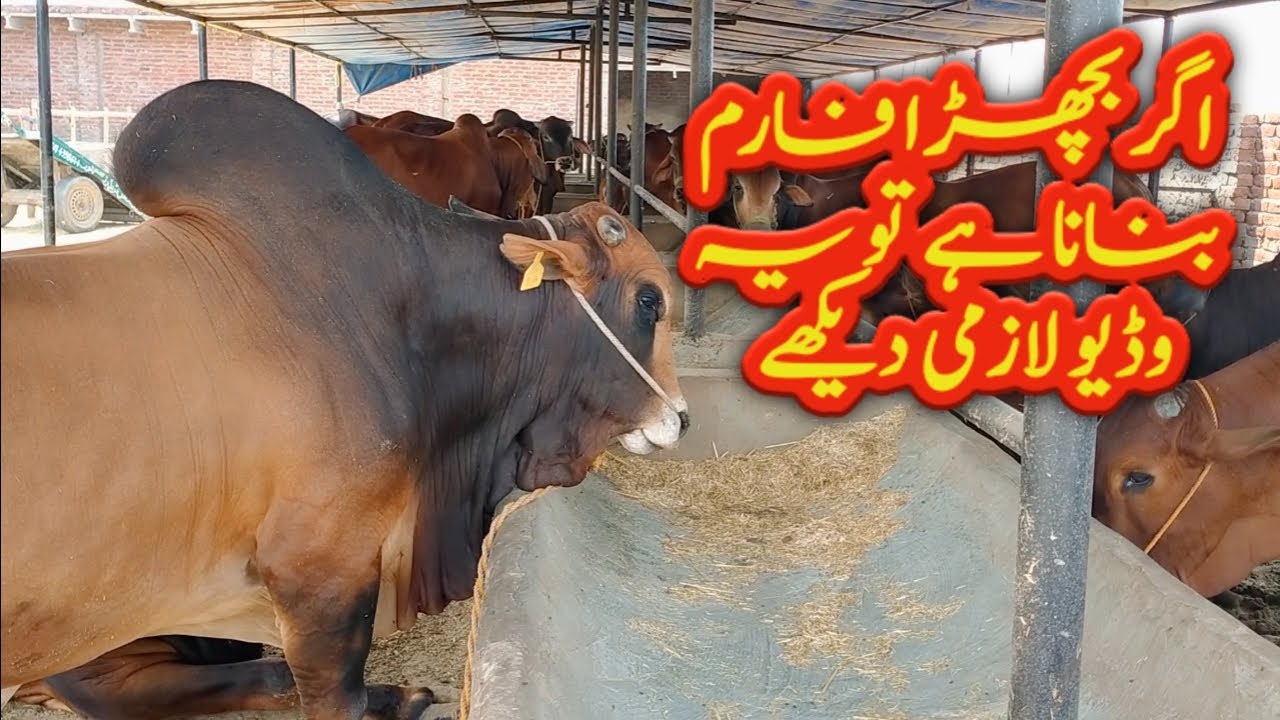 بچھڑا فارمنگ پاکستان Calf Farming in Pakistan I how to start calf