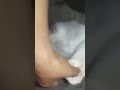 #kucingimut #kucing #meong #cat #videoshorts