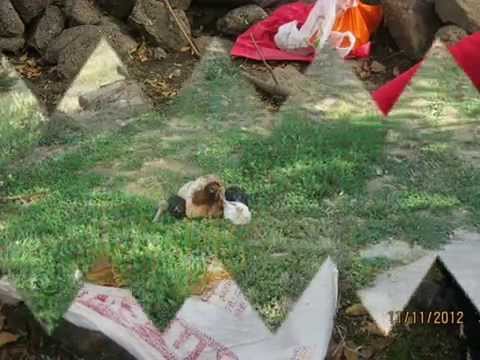 .Erzurum Hınıs..( Zaza Kültürü )..Hozan Qamber  weyle derdo derdo
