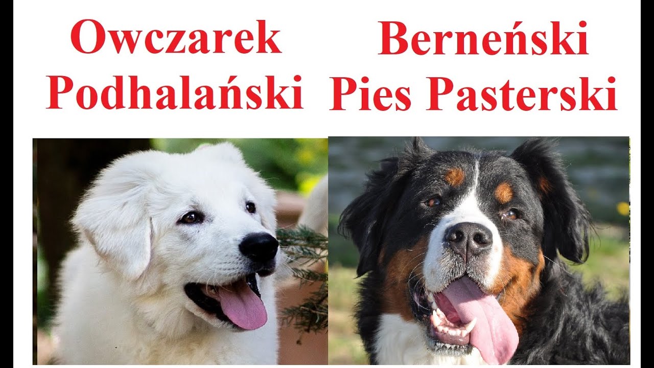 Owczarek Podhalański a Berneński Pies Pasterski - PORÓWNANIE