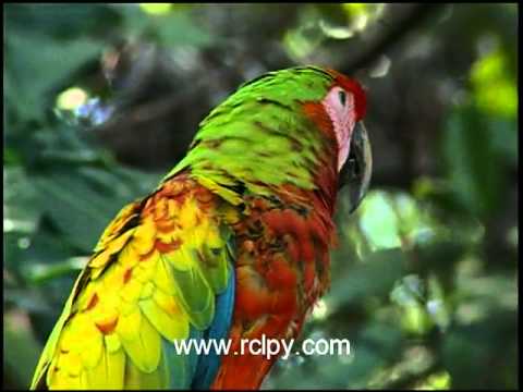 Fauna y Flora del Paraguay - YouTube