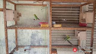 Penampakan Kandang Parkit Sederhana