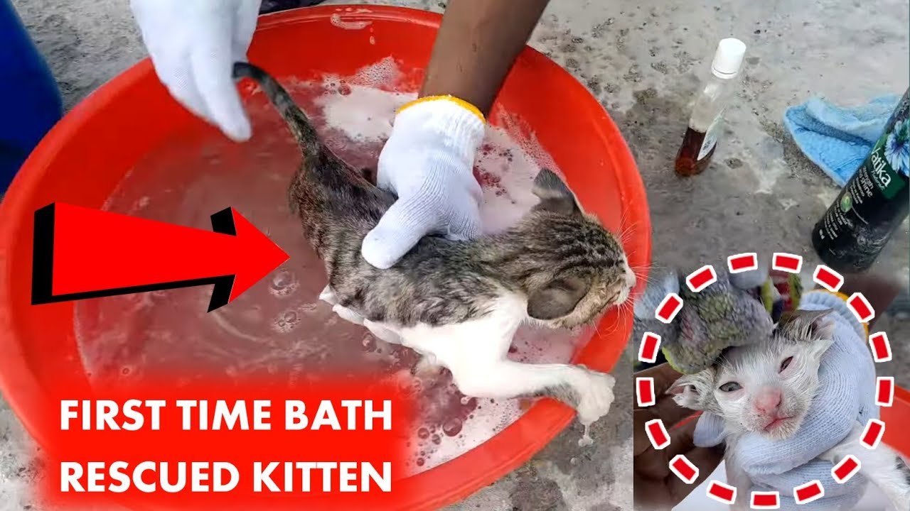 Rescued Kittens First Bath 🚿🐱 | Newborn Kittens Crying for Care | First Time Kitten Bath Rescue