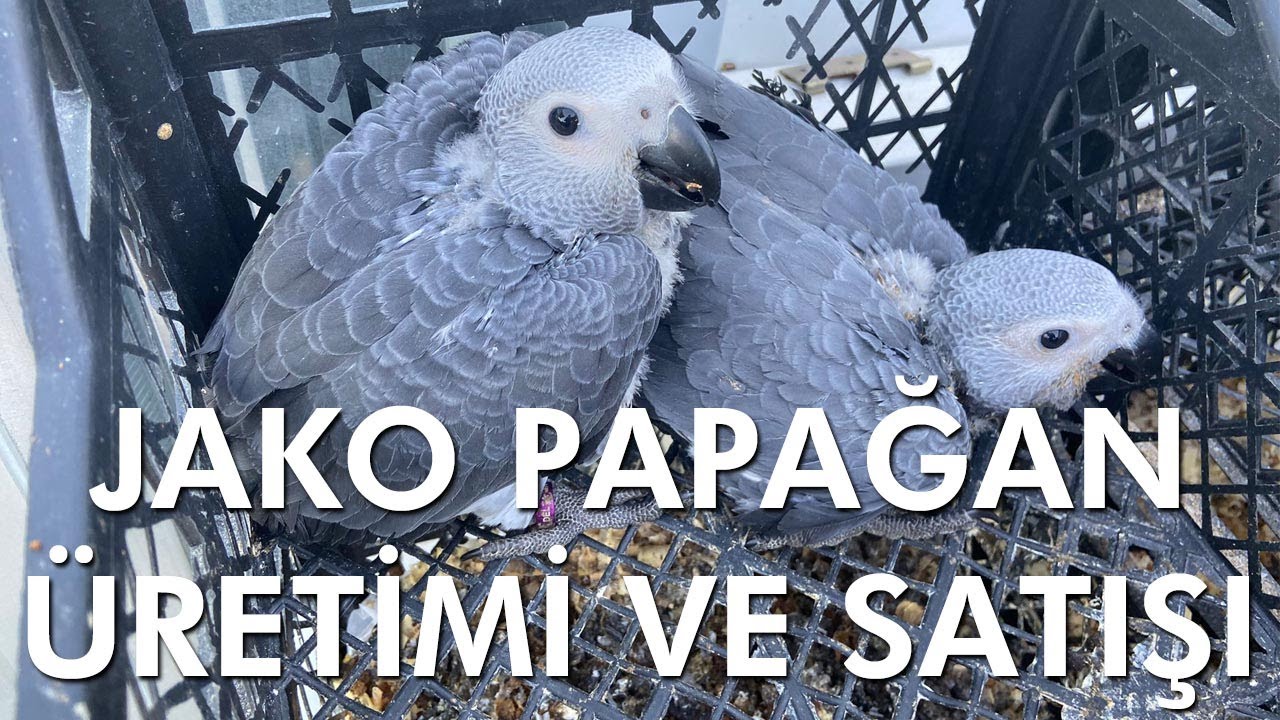 Delta Canlı Jako Papağan Üretimi ve Üretim Çiftliğimiz