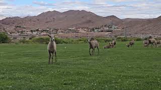 The Chase Is On — Desert Bighorn Sheep Pursues a Ewe